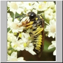 Tenthredo notha - Blattwespe w06.jpg